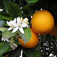 Апельсиновое масло Flora Secret 25 мл №2