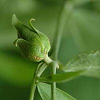 Жожоба масло Flora Secret 60 мл №2