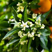 Неролиевое масло Flora Secret 10 мл №2