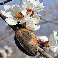 Миндальное масло Flora Secret 60 мл №2